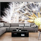 Arkiio Fototapet Fluffy Dandelion dandelion 350x245