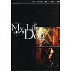 My Life as a Dog - Criterion Collection (US) (DVD)
