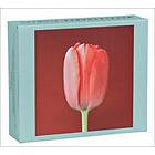 Mapplethorpe Flowers QuickNotes