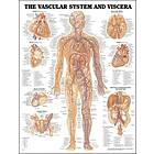 Vascular System And Viscera Anatomical Chart