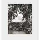 Robert Adams: Cottonwoods