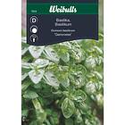 Weibulls Basilika 'Genovese'