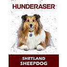 Shetland Sheepdog