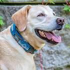 Kurgo RSG Collar Small 25-36cm
