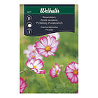 Weibulls Blomfrö Rosenskära Rosa/Vit