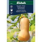 Weibulls Frö Squash, vinter