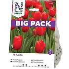 Nelson Garden Triumftulpan Röd Big Pack