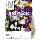 Nelson Garden Höstlök Botanisk Krokus Blandade Färger Big Pack