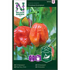 Nelson Garden Chilipeppar, Trinidad Scorpion