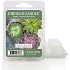 Kringle Candle Succulents Wax Melts