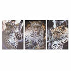 DKD Home Decor Maleri Leopard Kolonistil (50 x 1,8 x 70 cm)