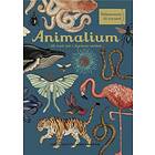 Jenny Katie Broom Animalium av