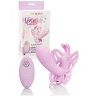 California Exotic Venus Butterfly