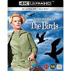 The Birds (UHD+BD)