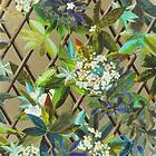 Christian Lacroix Canopy Or PCL661/01