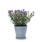 In Flore Lena Blomkruka Och Fat