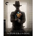 The Power Of Dog Criterion Collection Blu-ray