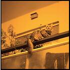 Prekop The Republic CD