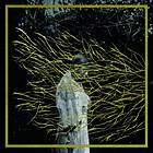 Forest Swords Engravings CD