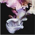 Mobile Disco & Deep Throat Choir Murmurations CD