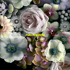 Full Bloom CD