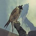 Iceage You're LP