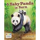 A Baby Panda is Born