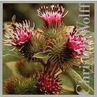 Christian Wolf Burdocks CD