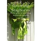 Growing Staghorns from Spore