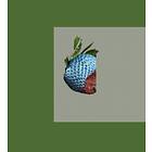 Bichkraft Mascot CD