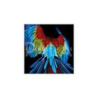 Friendly Fires Pala CD
