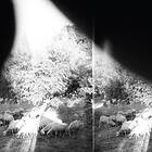 Godspeed You Black Emperor! Asunder, Sweet And Other Distress CD