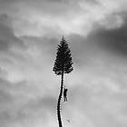 Manchester Orchestra A Black Mile To The CD