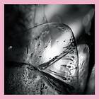 Loscil Clara CD