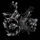 Spotlights & Decay LP