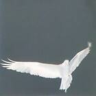 Bardo Pond Adrop/Circuit VIII Limited Edition LP