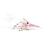 Guideline Leoshrimp Pink #6