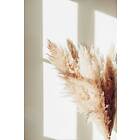 Venture Home Pampas Poster Beige 30x40