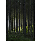 Venture Home Venture Home Posters Svart/grön 50x70
