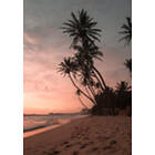 Venture Home Venture Home Posters Rosa 70x100 100