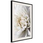 Artgeist Poster Affisch White Dahlia [Poster] 20x30 A3-DRBPRP1667s_cr_pp