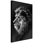 Artgeist Poster Affisch Blue-eyed Lion [Poster] 30x45 A3-DRBPRP0497m_cr