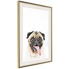 Artgeist Poster Affisch Pug [Poster] 40x60 A3-DRBPRP0414l_zr_pp