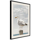 Artgeist Poster Affisch Seagull [Poster] 30x45 A3-DRBPRP0708m_cr_pp