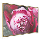 Artgeist Poster Affisch Rose Geometry [Poster] 30x20 A3-DRBPRP0111s_zr