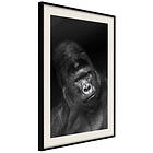 Artgeist Poster Affisch Gorilla [Poster] 40x60 A3-DRBPRP0525l_cr_pp
