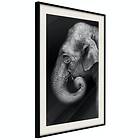 Artgeist Poster Affisch Portrait of Elephant [Poster] 20x30 A3-DRBPRP0508s_cr_pp