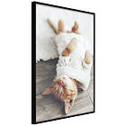 Artgeist Poster Affisch Lazy Cat [Poster] 20x30 A3-DRBPRP1525s_cr