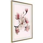 Artgeist Poster Affisch Delicate Magnolias [Poster] 40x60 A3-DRBPRP0682l_zr_pp