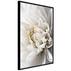 Artgeist Poster Affisch White Dahlia [Poster] 40x60 A3-DRBPRP1667l_cr